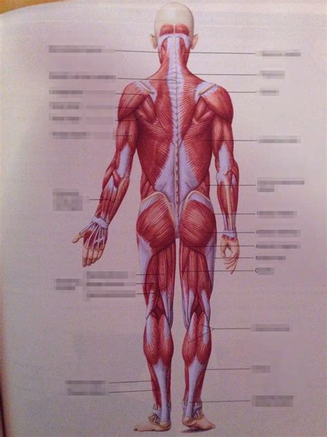 Posterior Torso Muscles Diagram Diagram Media