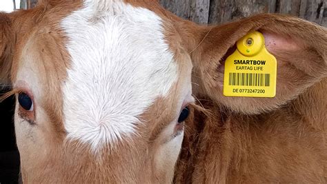 Ear Tag To Offer Lifelong Gapless Cattle Monitoring Farmers Weekly