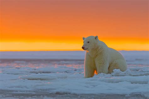 Hintergrundbilder Tiere Meer Sand Eisbären Arktis Bär Säugetier