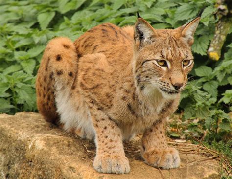 National Animals | Digital PhotoPix