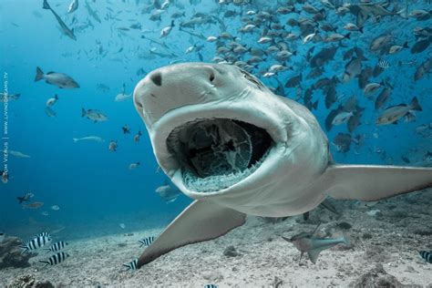 Sicklefin Lemon Shark At Shark Reef Marine Reserve Fiji With Beqa