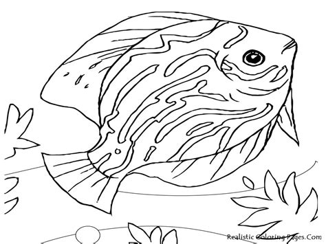 Sea Life Coloring Pages Realistic Coloring Pages
