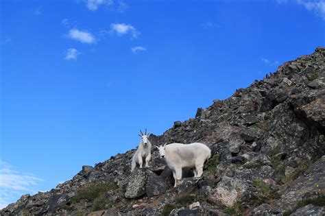 Watch Mountain Goats In Colorado Increasingly Showing Unnatural