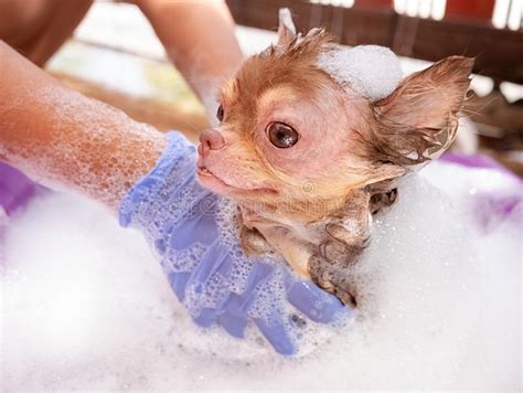 Cane Della Chihuahua Con La Pelle Del Cane Di Allergia Di Demodicosi Fotografia Stock Immagine