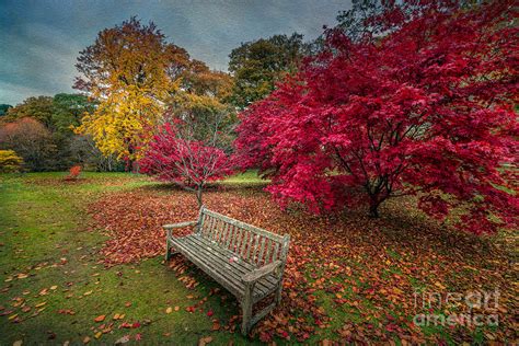 Autumn In The Park Photograph By Adrian Evans Fine Art America