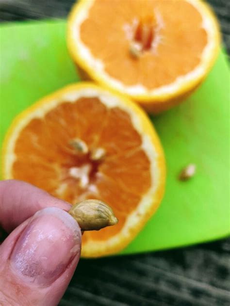 How To Plant Orange Seeds To Grow An Orange Tree Bunnys Garden