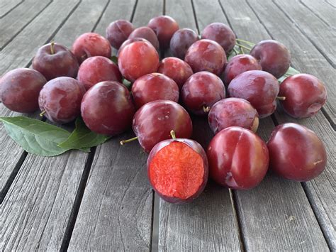 Check spelling or type a new query. Burgundy Plum Tree | For Sale at Paradise Nursery