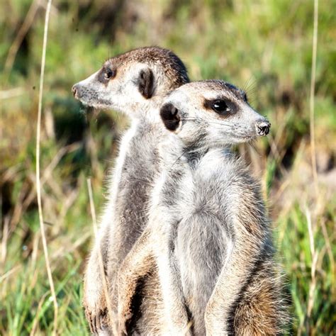 Meerkats Stand Close Together Keeping Watch In Natural Habitat