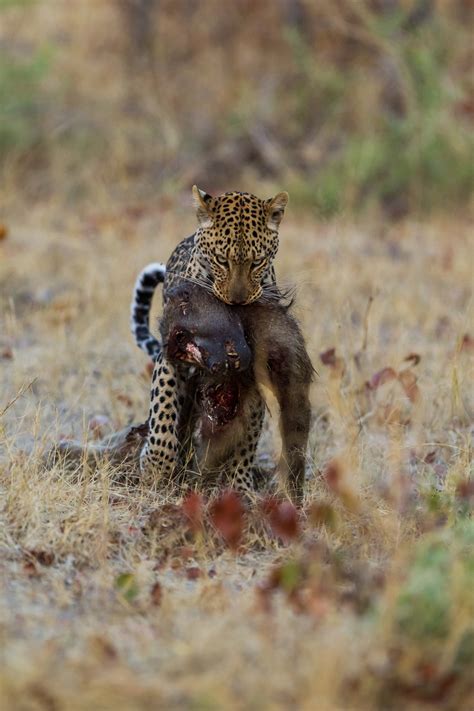 Leopard Linyanti Region Botswana Foto And Bild Tiere Wildlife