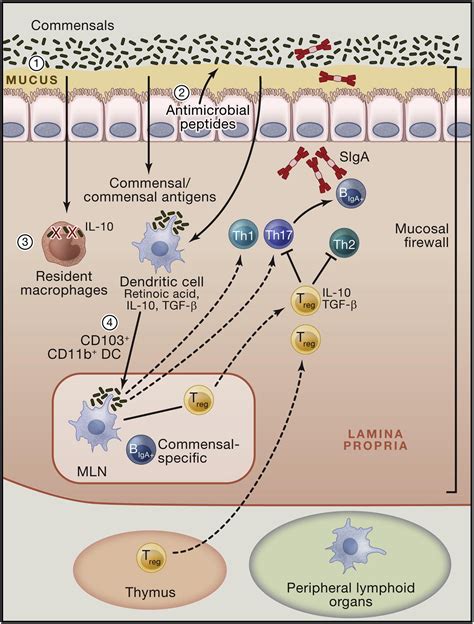 Role Of The Microbiota In Immunity And Inflammation Cell
