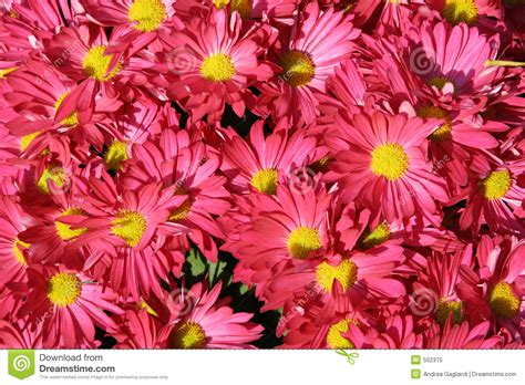 Correctly combining the colors of flowers, you can create a work of art! Full Screen Pink Flowers Royalty Free Stock Photo - Image ...