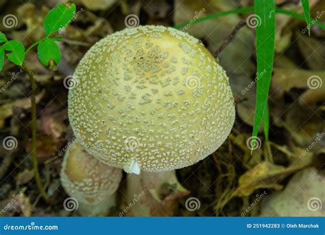 Edible Mushroom Amanita Rubescens In Spruce Forest Known As Blusher