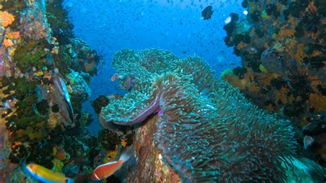 The Best Dive Sites Of Koh Tao Koh Tao Complete Guide