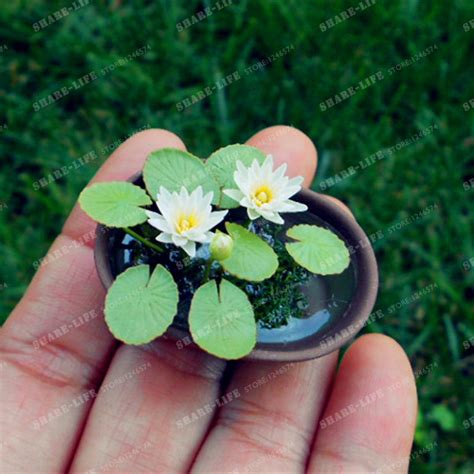 Dracaena draco indoor tree flower seeds from ukraine. 10 Pcs Mini Lotus Flower Seeds, Diy Potted Plants Indoor ...