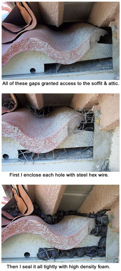 We did not find results for: Problems with Barrel Tile Roof - Rats & Squirrels Get ...
