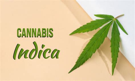 Cannabis Indica Everything You Need To Know Smarter Cbd
