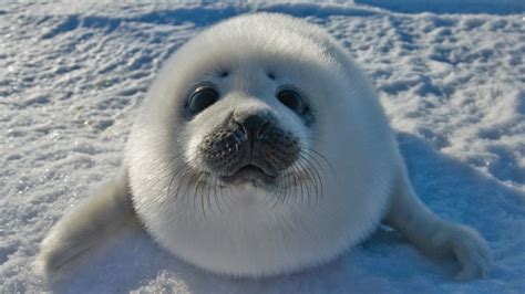 Cute Seal Wallpapers Top Free Cute Seal Backgrounds Wallpaperaccess