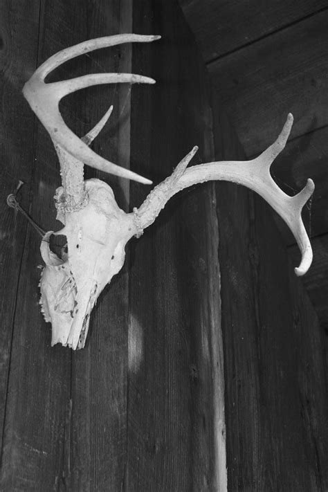 Deer Skull By Paws2reflect On Deviantart