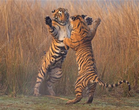 Bengal Tiger 11 Month Cubs Play Fighting Stock Image C0425471