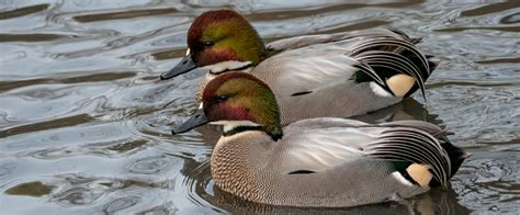 Falcated Ducks Show Off Their Plumage Wwt