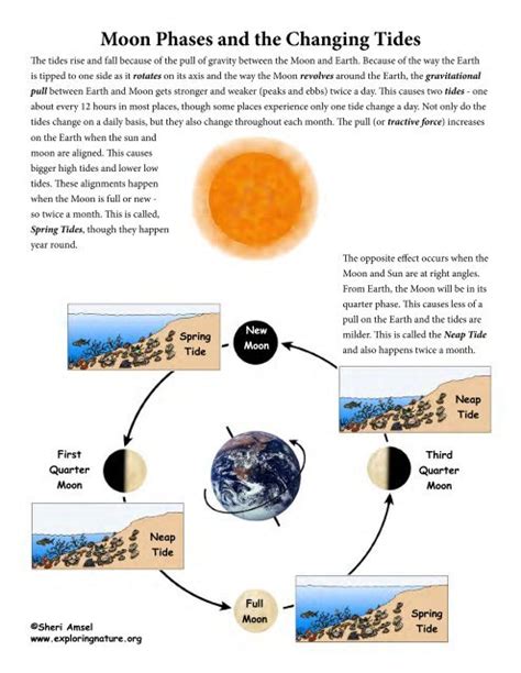 Moon Phases And Tides