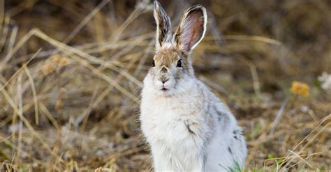 10 Incredible Snowshoe Hare Facts Az Animals