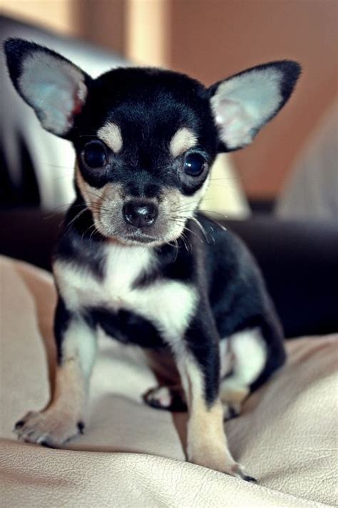 Black Chihuahua Ears Down Pets Lovers