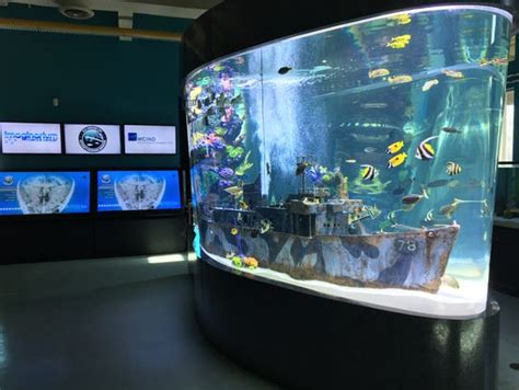 Imaginarium Appears On Animal Planet Tv Show Tanked