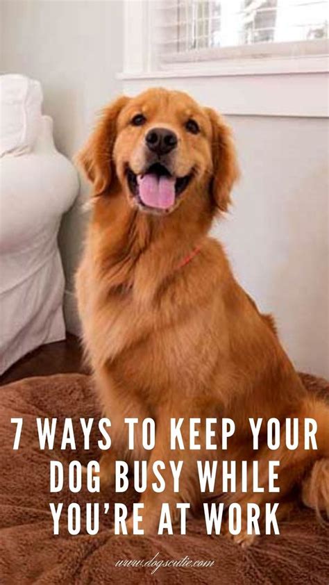 7 Ways To Keep Your Dog Busy While Youre At Work Dogs Your Dog