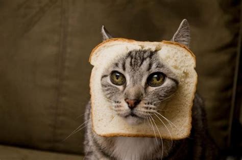 Is Bread Bad For Cats Food Cats Can Eat