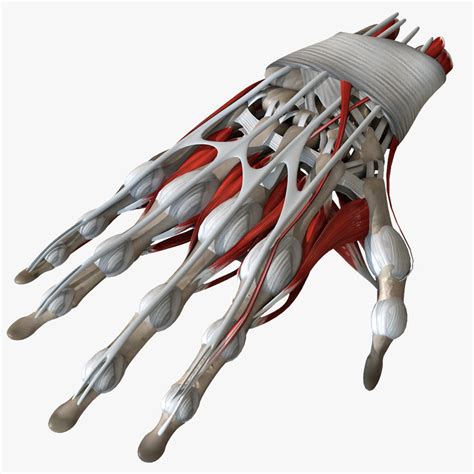 Cinema 4d r15 (.c4d)3.29 mbversion: 3d model of anatomy human hand