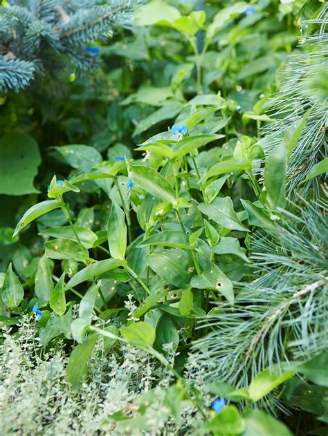 If left unmediated, weeds can absolutely overrun and destroy your crops. Weed Identification Guide