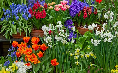 The 8 Best Spring Flowering Bulbs To Plant In Autumn