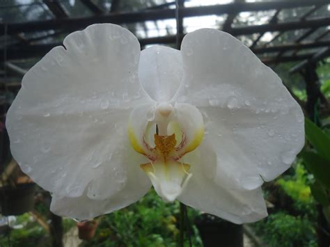 Sejuta Pesona Bunga Anggrek Bulan Putih Bersih Rumah Daun Muda