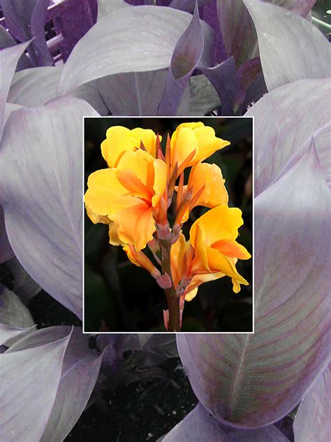 Canna Pacific Beauty Cotswold Garden Flowers