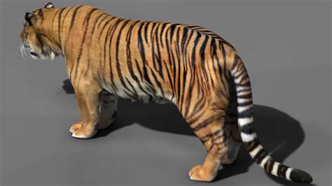 Tiger 3d Model Animated Rigged Max
