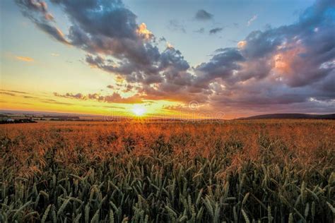 Colorful Sunset Over Wheat Field Stock Photo Image Of Corn Grain