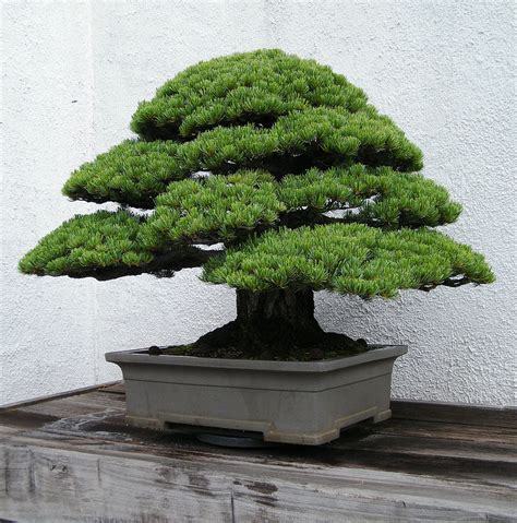 Boleta de ventas y servicios electrónica. Bonsai - Wikipedia