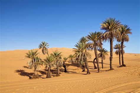 Date Palm Trees In Um El Ma Oasis And Sanddunes Libyan Desert Libya