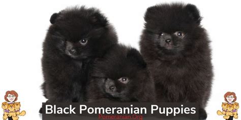 Black Pomeranian Dogs Complete Breed Information