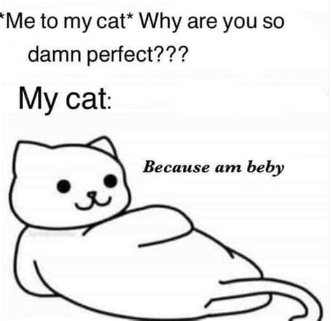 14 Dumb Cat Memes For Your Very Dumb Caturday Enjoyment Memes Cat