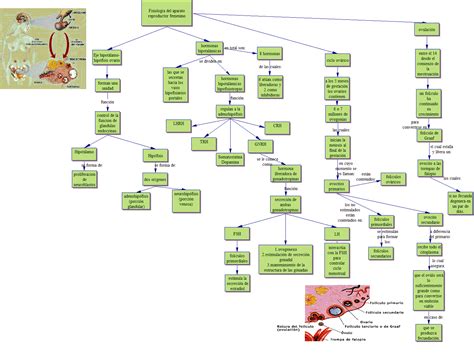 Mapa Conceptual Sistema Reproductor Femenino Aparato Reproductor