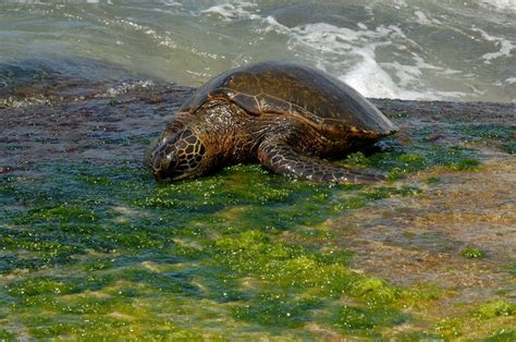 The Hawaiian Green Sea Turtle Honu