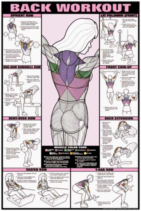 Us 15 2 anatomy of the human body muscle and nerve charts 3pcs front side back english and chinese female male bilingual posters in flip chart. Back Workout Fitness Chart designed specifically for women ...