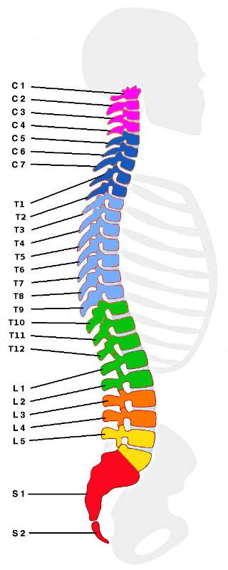 La futura riclassificazione della colonna vertebrale ...