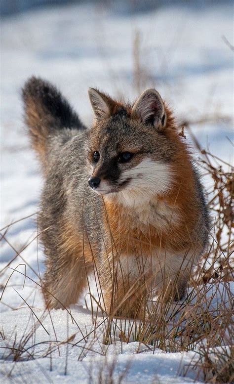 Grey Fox Urocyon Cinereoargenteus North America Fox Wild Dogs