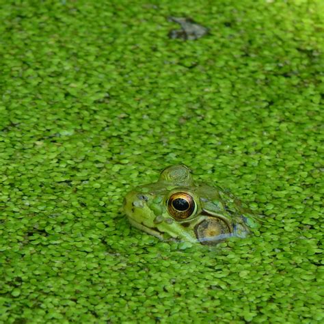 Green Frog Dendroica Cerulea Flickr