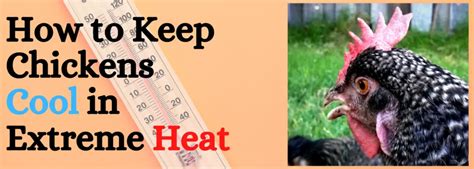 How To Keep Chickens Cool In Extreme Heat Backyard Chickens Mama