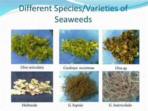 Facts About Seaweeds Aida Andayog