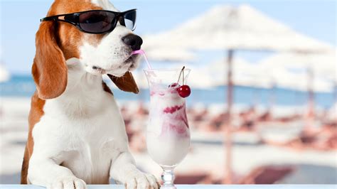Desktop Wallpaper Beagle Dog Drinks Summer Holiday Funny